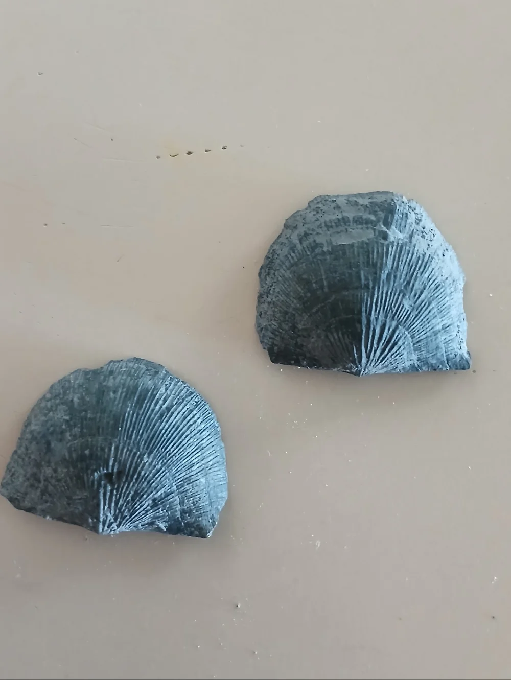 Fossil Collection - Picture 11 of 14
